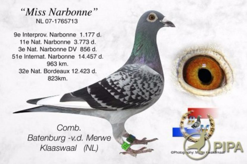 NL07-1765713  Narbonne\ - Catrinescu G Batenburga