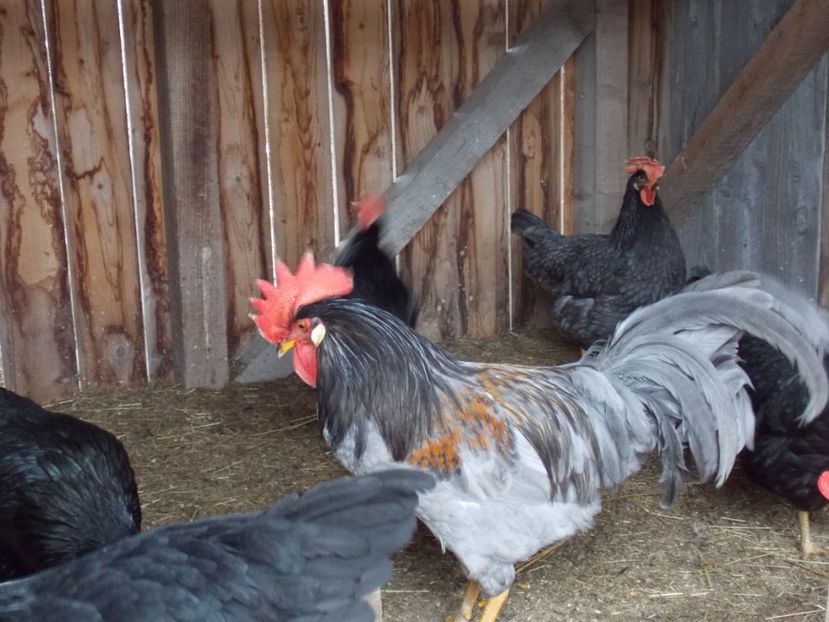  - cocos italian albastru