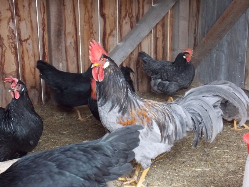  - cocos italian albastru