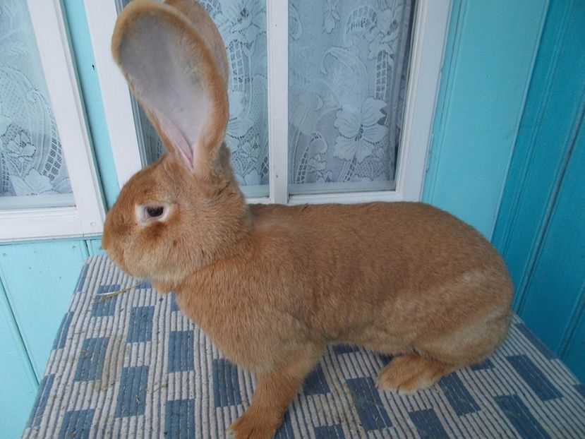 O mama foarte buna si grijulie - FEMELA NR 2