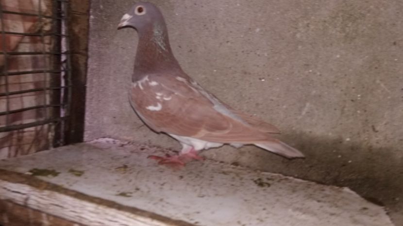 3 - 2-Mulemansi 2017