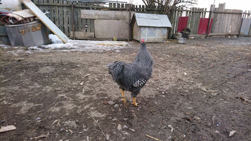 Cocos 2016 - De vanzare