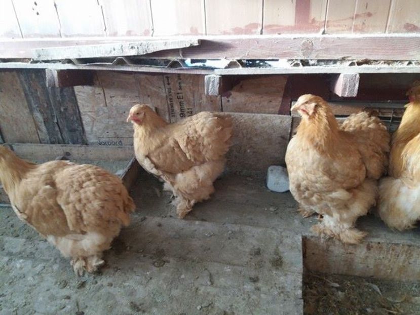 Gaini 2016 - De vanzare