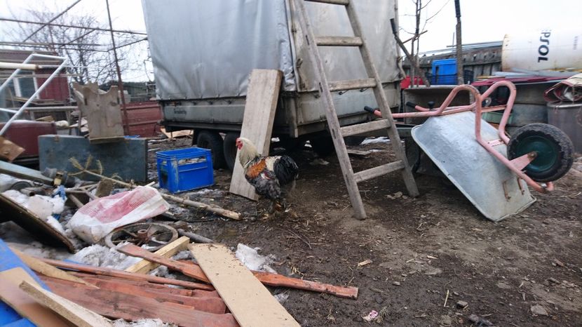 Cocos 2016 - De vanzare