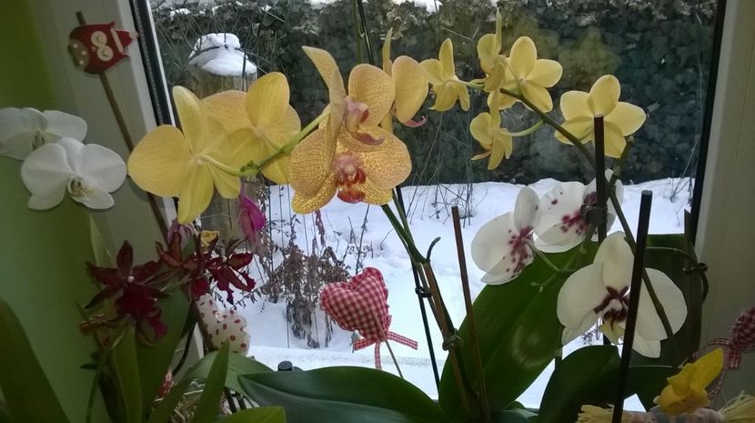 ianuarie 2017 - Orhidee