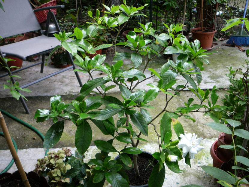 P1340474 - Gardenia 2016