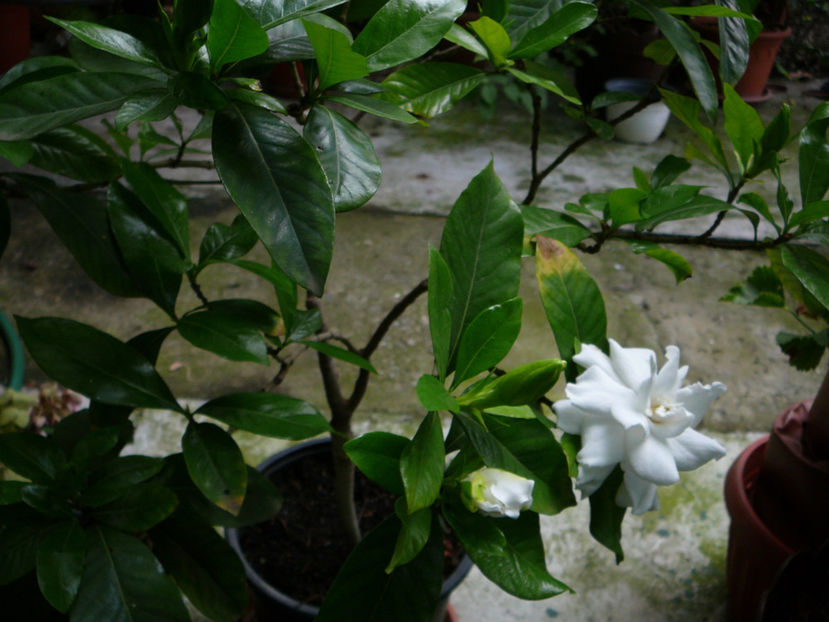 P1340479 - Gardenia 2016