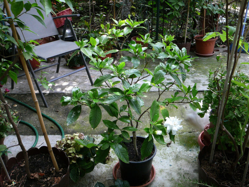 P1340490 - Gardenia 2016