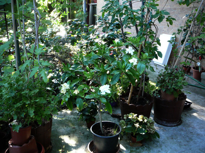 P1340517 - Gardenia 2016