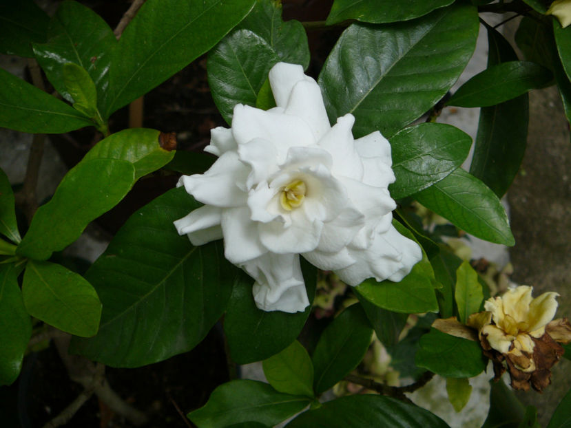 P1340536 - Gardenia 2016