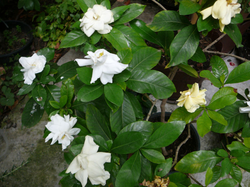 P1340539 - Gardenia 2016