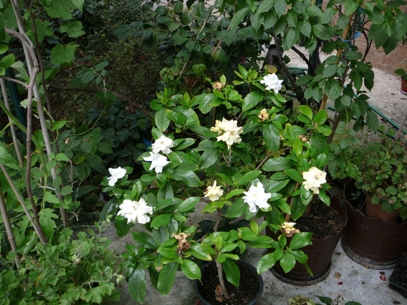P1340543 - Gardenia 2016