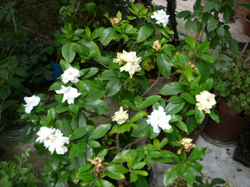P1340546 - Gardenia 2016