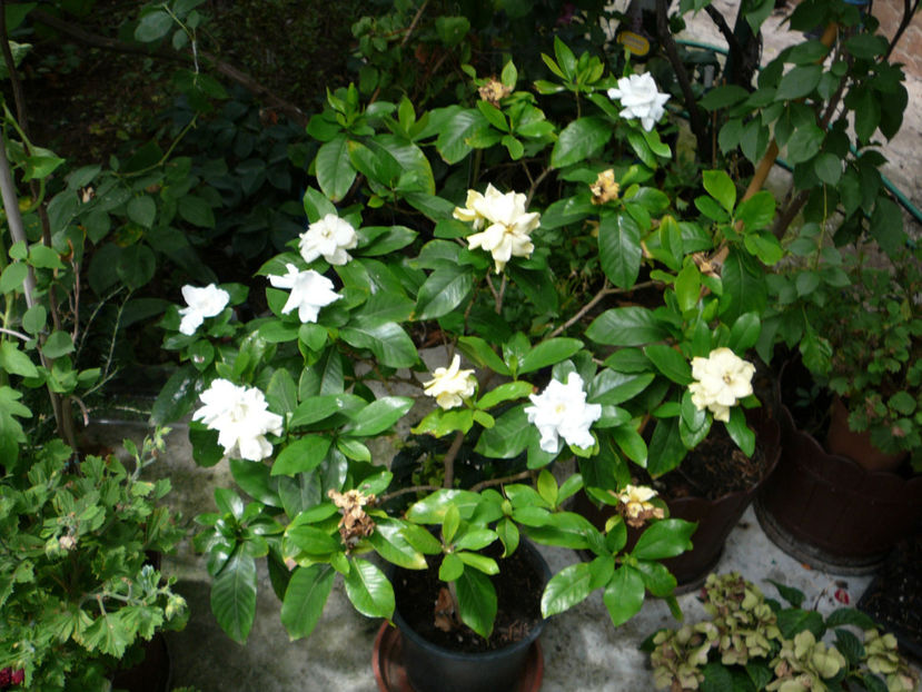 P1340550 - Gardenia 2016