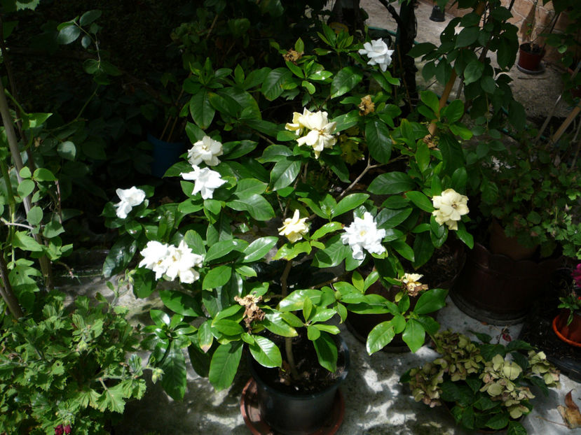 P1340554 - Gardenia 2016