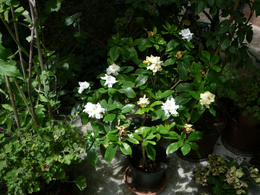 P1340560 - Gardenia 2016