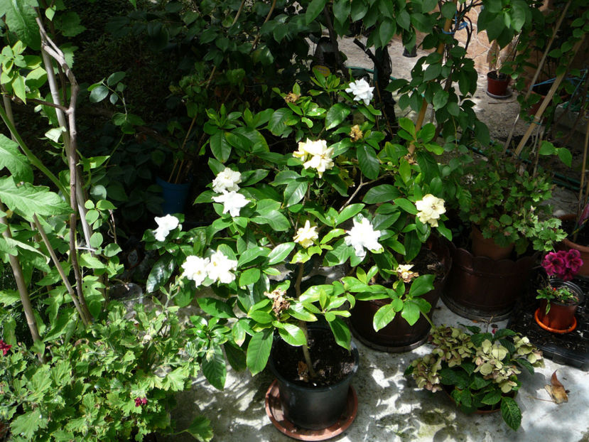 P1340564 - Gardenia 2016