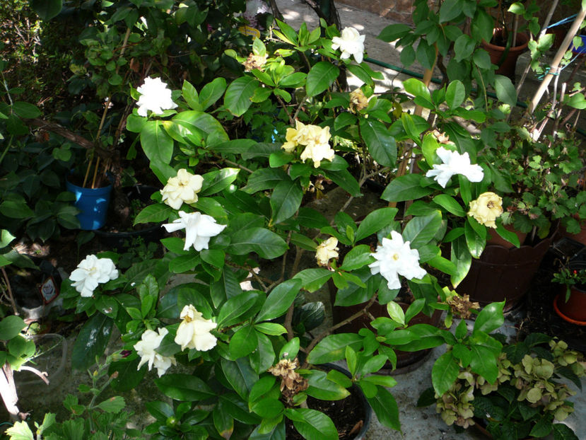P1340568 - Gardenia 2016