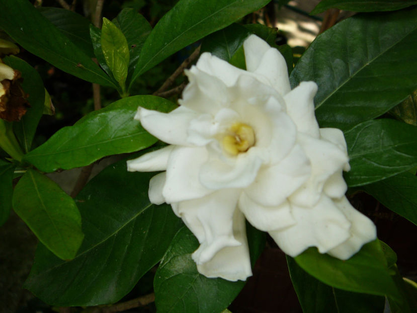 P1340572 - Gardenia 2016