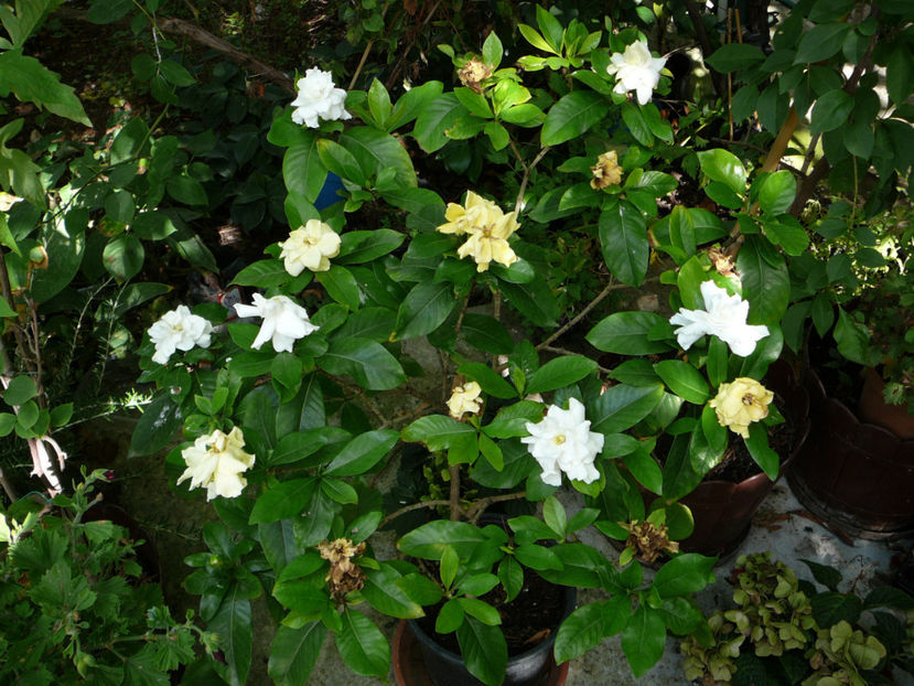 P1340576 - Gardenia 2016