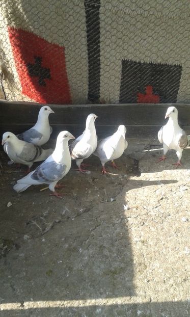 Voiajori Listi - PORUMBEI VANDUTI