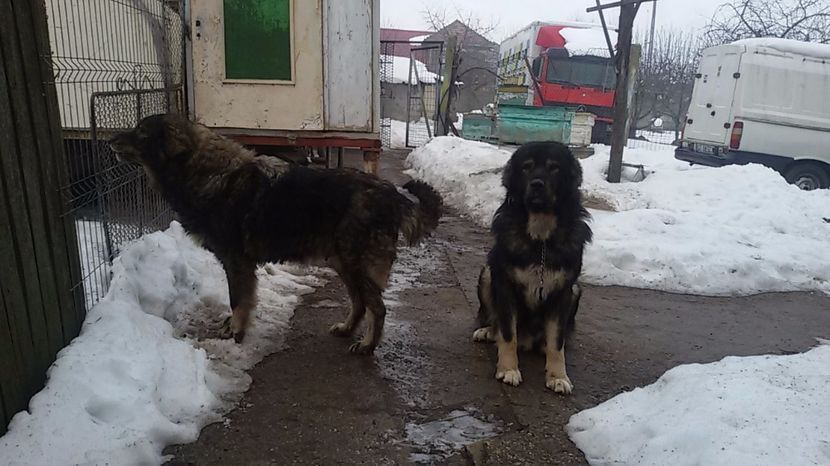  - mascul ciobanesc carpatin