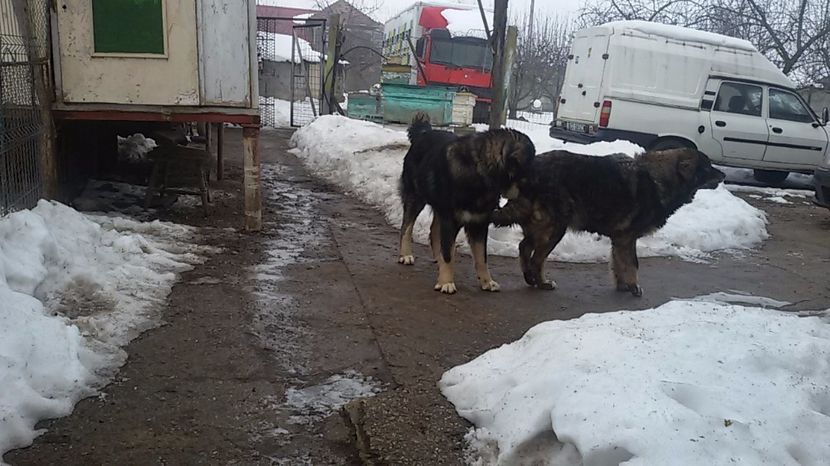  - mascul ciobanesc carpatin