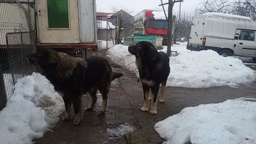  - mascul ciobanesc carpatin