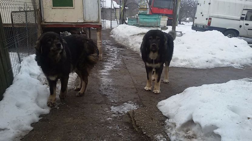  - mascul ciobanesc carpatin