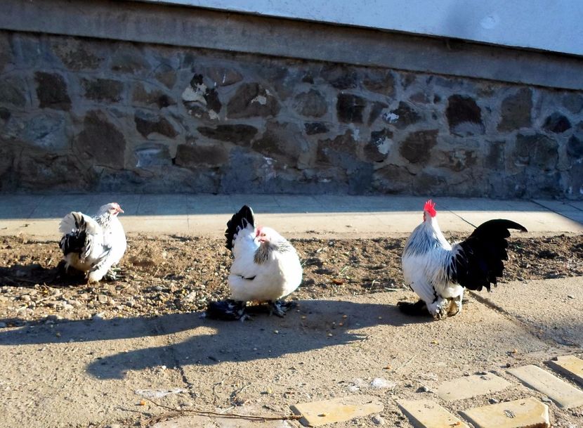  - 2 - columbia alb-negru