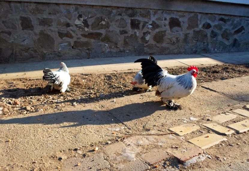  - 2 - columbia alb-negru