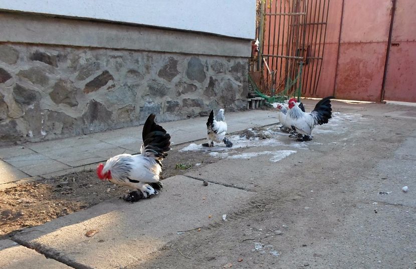  - 2 - columbia alb-negru