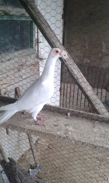 Femela vândută - PORUMBEI VANDUTI