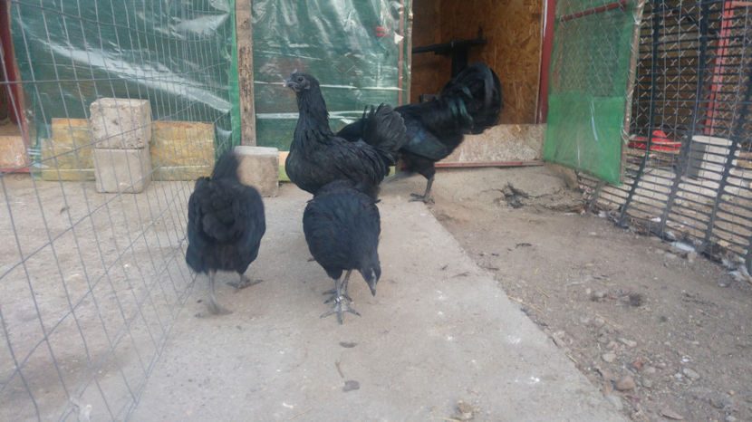  - Ayam Cemani