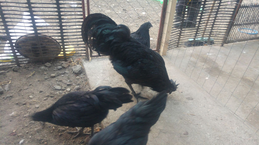  - Ayam Cemani