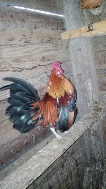 p1 - Gainile mele pitice 4