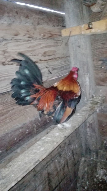 p3 - Gainile mele pitice 4