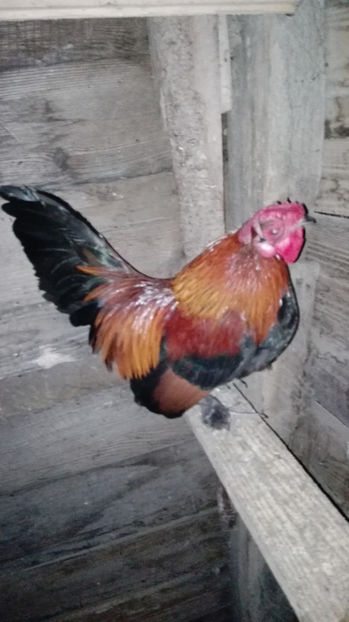 p4 - Gainile mele pitice 4