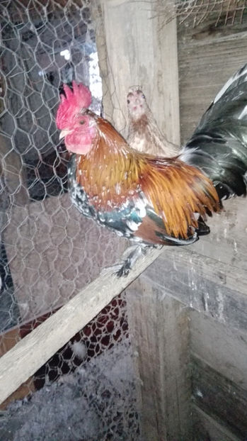 p6 - Gainile mele pitice 4