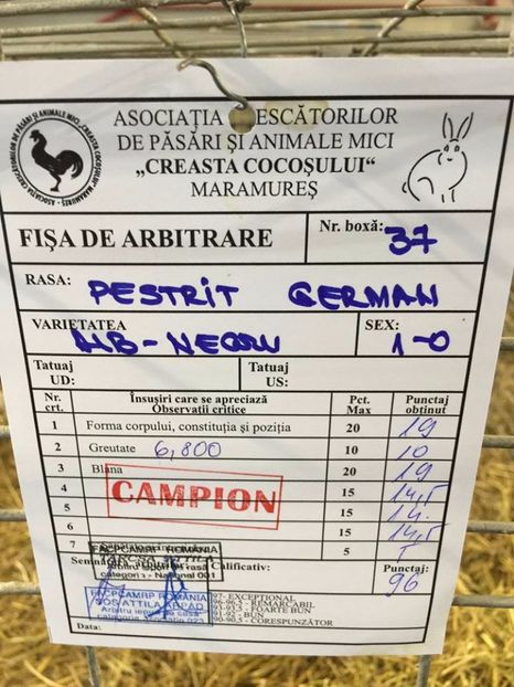  - mascul 5 campion achizitie 2017