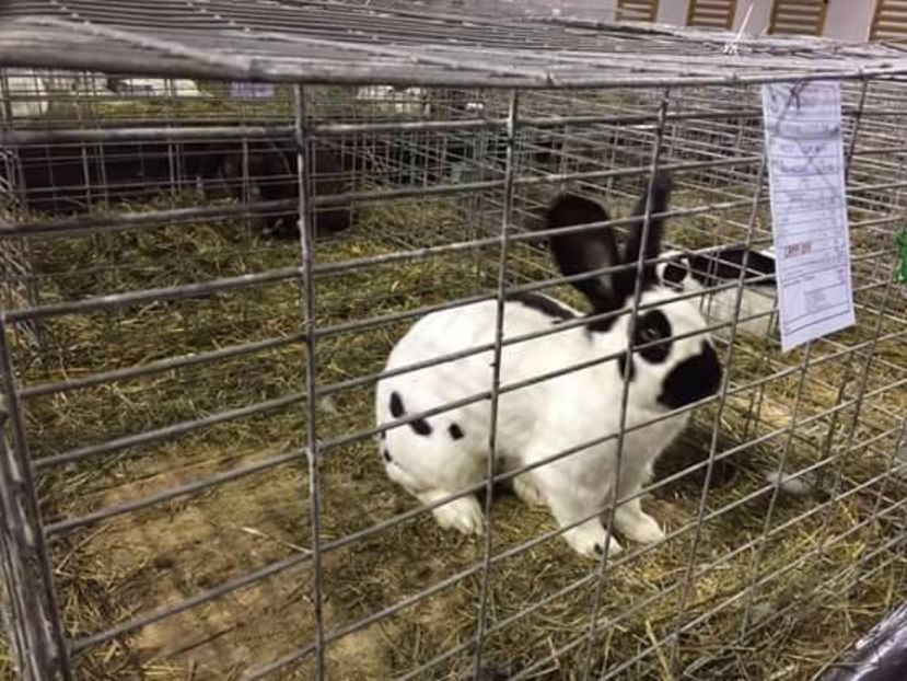 achizitionat de la Blenche Paul - mascul 5 campion achizitie 2017