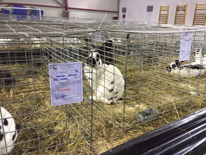  - mascul 5 campion achizitie 2017