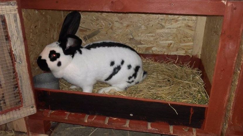  - femela7 achizitie 2017