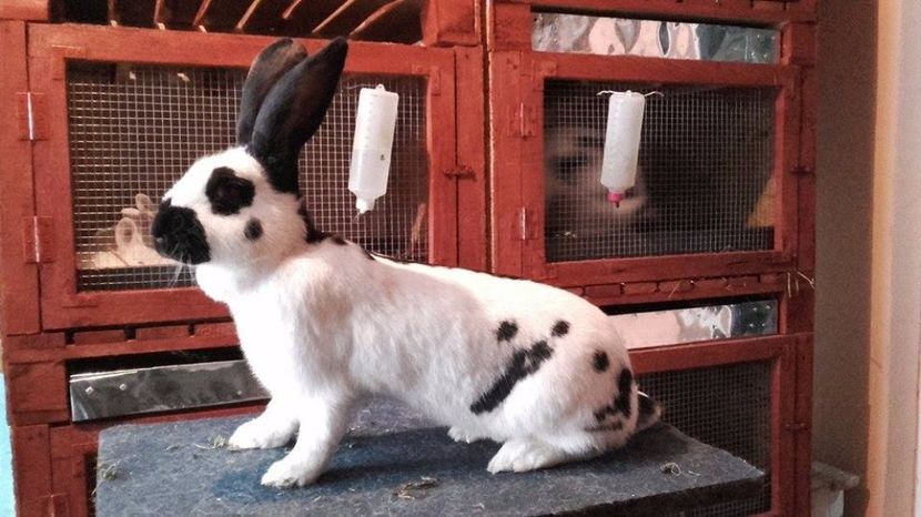  - femela7 achizitie 2017