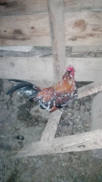 p8 - Gainile mele pitice 4