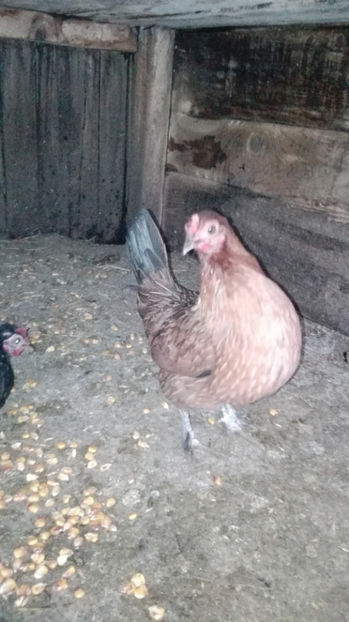 p9 - Gainile mele pitice 4