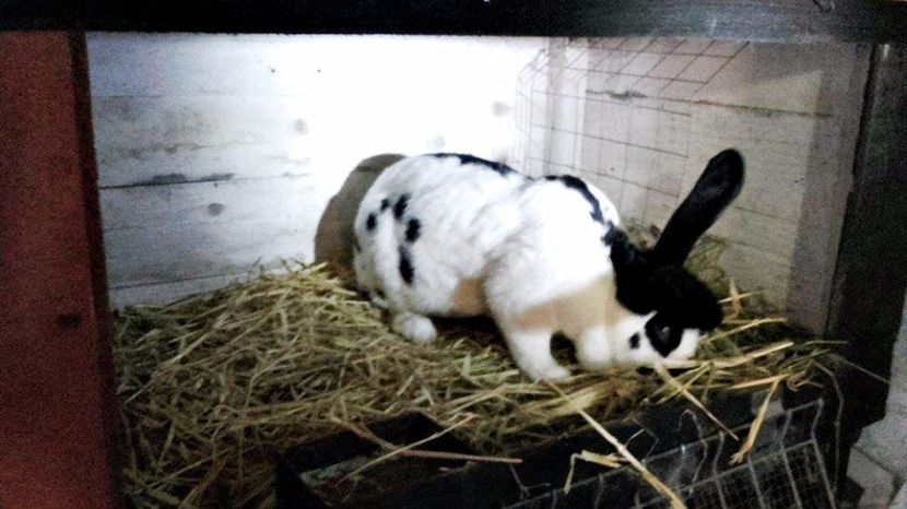 pe data 14 feb asteptam pui - FEMELA 1 Urias pestrit de la Catea Cristian