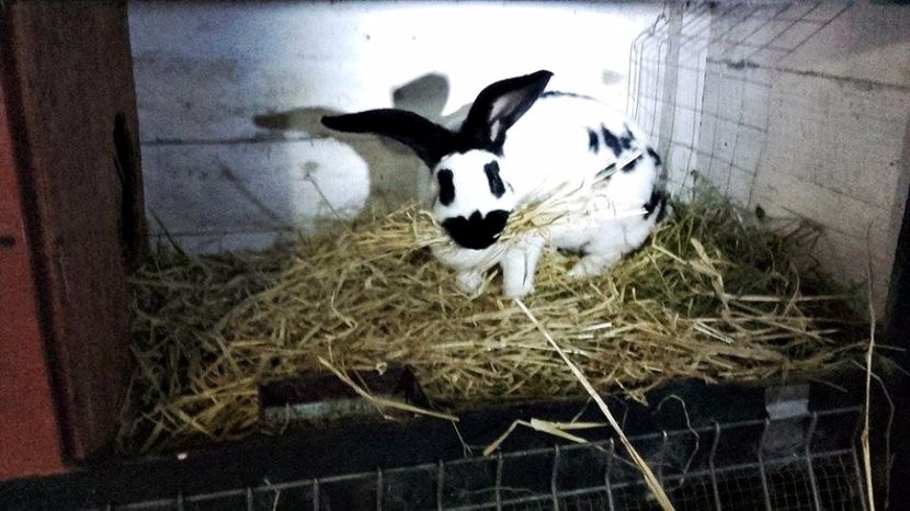  - FEMELA 1 Urias pestrit de la Catea Cristian