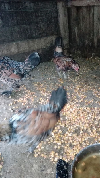 p12 - Gainile mele pitice 4