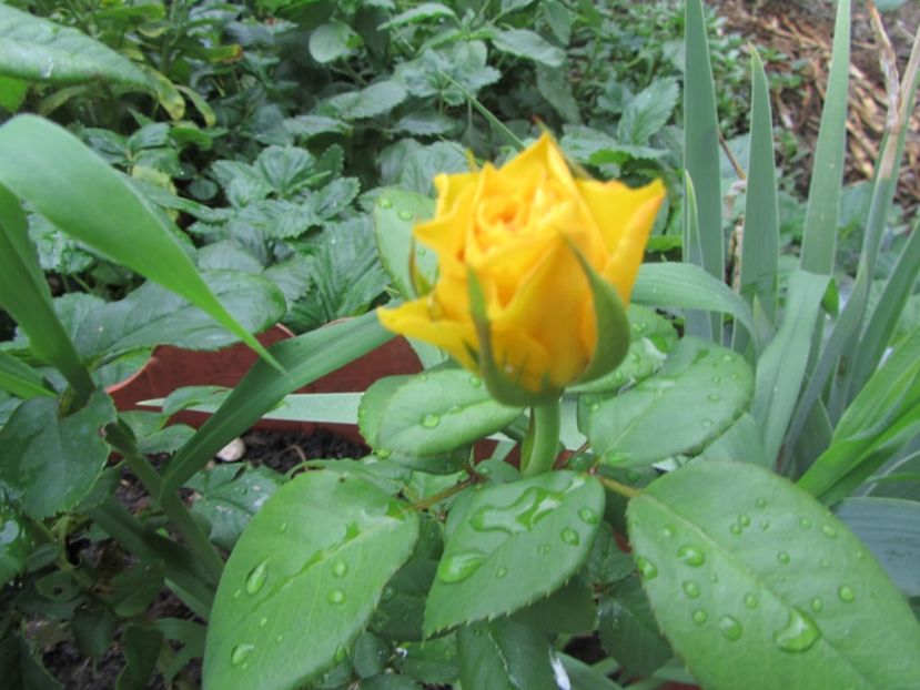 Trandafiri (6) - 2 vara